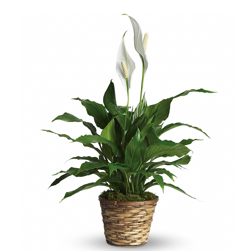 Teleflora/T105-1A.jpg