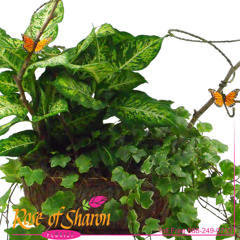 2070 Pismo Butterfly Grove Image One