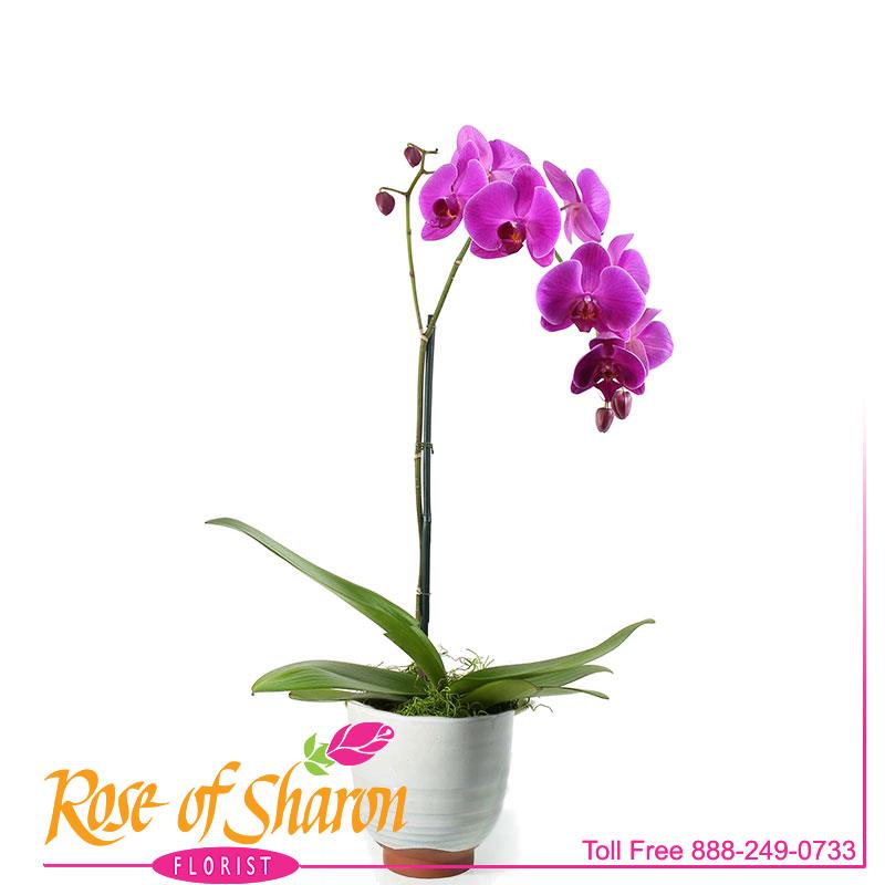 Phalaenopsiss Orchid - Lg Spike main product image