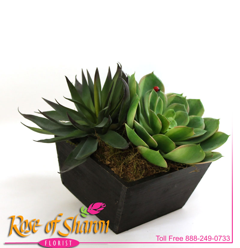 Artificial Succulent main product image