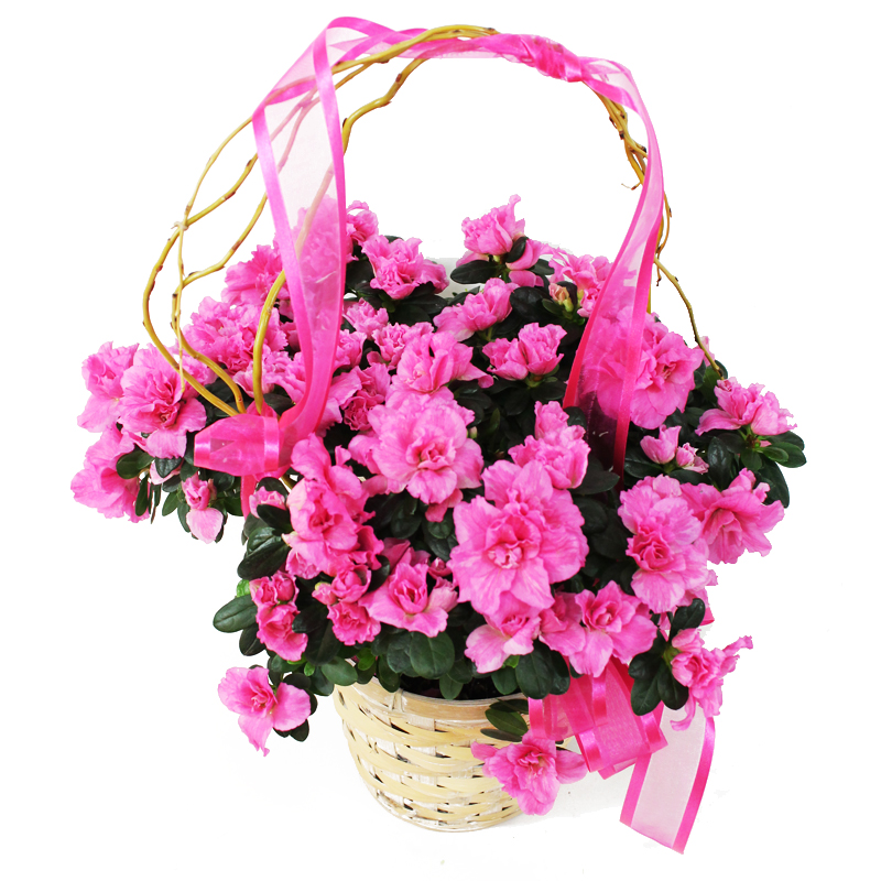 2507 Azalea in Light Basket Image One