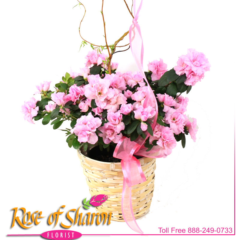 2508 Azalea in Light Basket product image