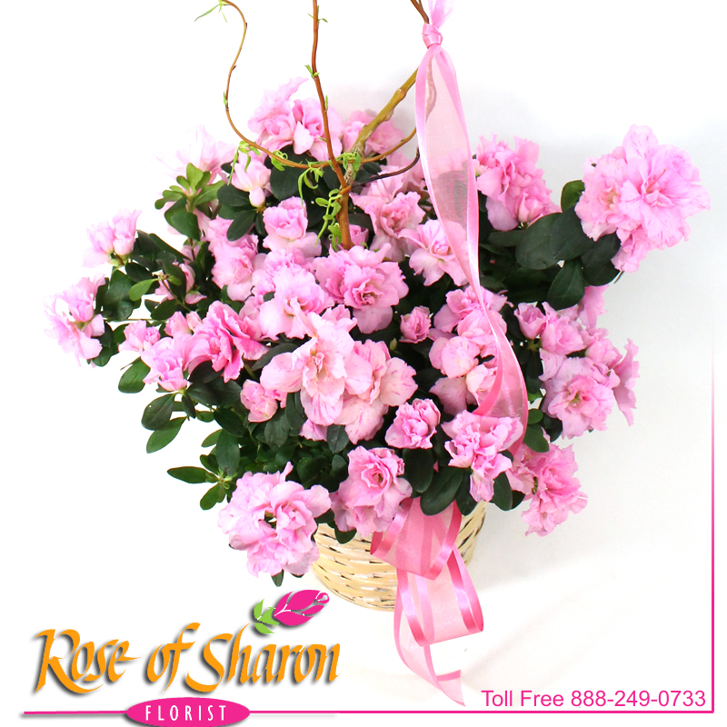 2508 Azalea in Light Basket Image One