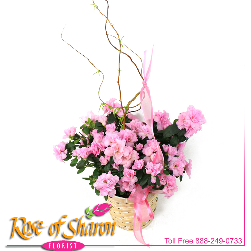 2508 Azalea in Light Basket Image Two
