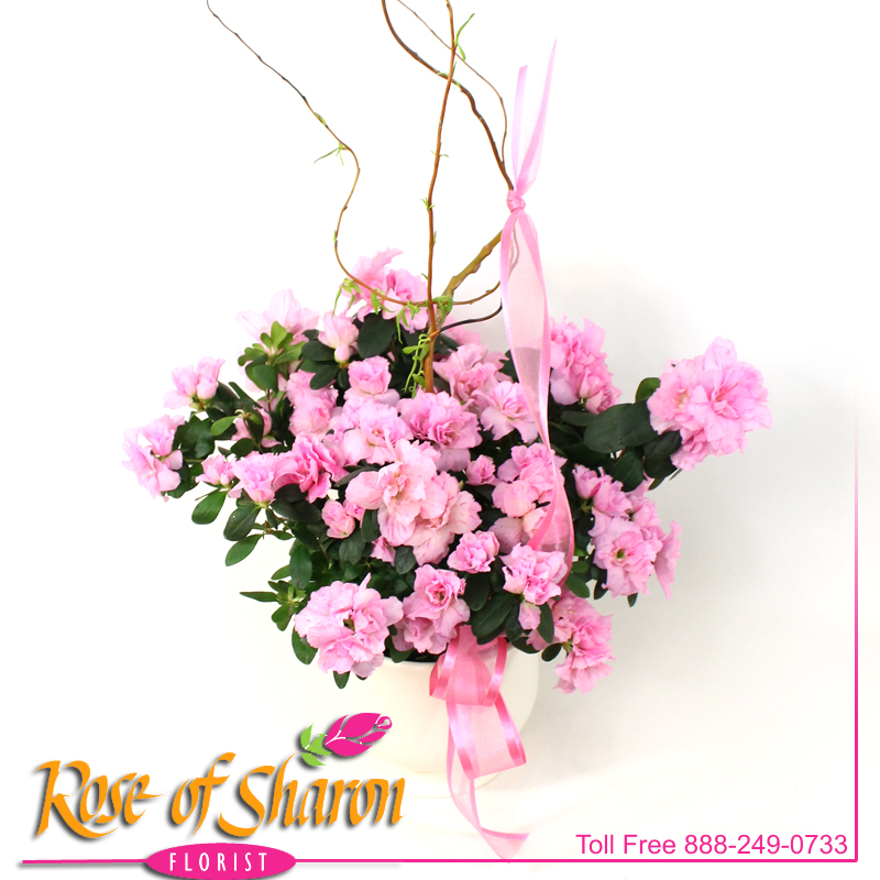 2509 Azalea in Ceramic Pot Image One