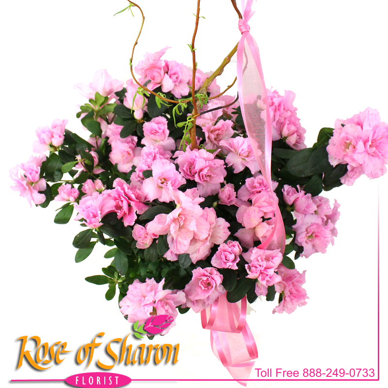 2509 Azalea in Ceramic Pot Image Two