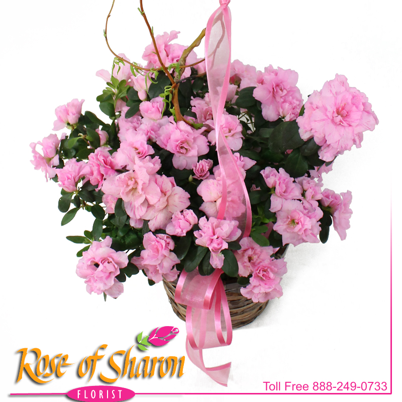 Best Santa Maria florist. Rose of Sharon Florist offers fresh flower delivery Santa Maria. Save money by sending flowers directly with a Local Florist. Call us at 888-249-0733 or local 805-925-3803 for local delivery of fresh flowers, plants and gifts to the entire Santa Maria Valley - Santa Maria Flower Shop with daily deliveries to the entire Santa Maria Valley. Santa Maria Flower Shop, flowers, plants & gifts to Santa Maria, Orcutt, Nipomo, Guadalupe, Casmalia, Arroyo Grande, Lompoc, Pismo Beach, Grover Beach, Avila Beach, and San Luis Obispo Image