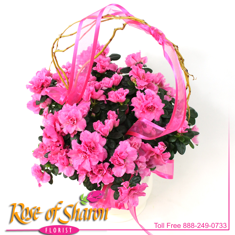 2511 Azalea in Ceramic Pot Image One