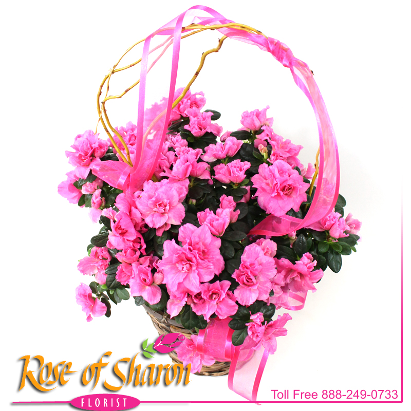 Best Santa Maria florist. Rose of Sharon Florist offers fresh flower delivery Santa Maria. Save money by sending flowers directly with a Local Florist. Call us at 888-249-0733 or local 805-925-3803 for local delivery of fresh flowers, plants and gifts to the entire Santa Maria Valley - Santa Maria Flower Shop with daily deliveries to the entire Santa Maria Valley. Santa Maria Flower Shop, flowers, plants & gifts to Santa Maria, Orcutt, Nipomo, Guadalupe, Casmalia, Arroyo Grande, Lompoc, Pismo Beach, Grover Beach, Avila Beach, and San Luis Obispo Image