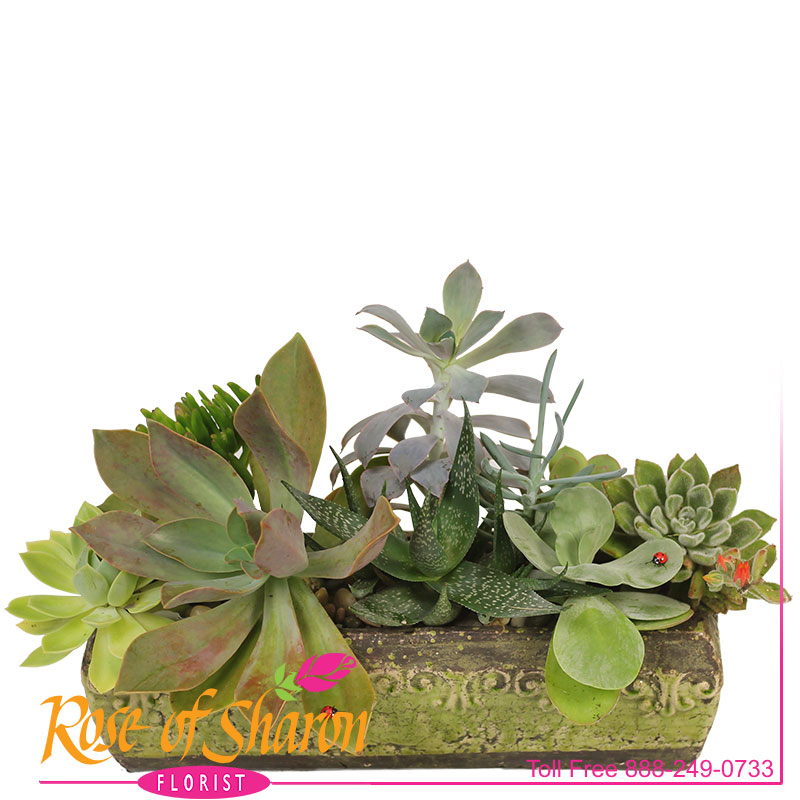 2743 Kamali Succulent Garden product image