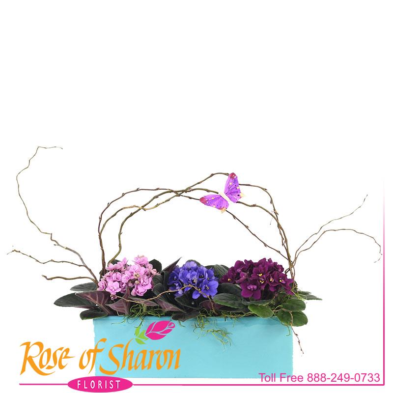 Best Santa Maria florist. Rose of Sharon Florist offers fresh flower delivery Santa Maria. Save money by sending flowers directly with a Local Florist. Call us at 888-249-0733 or local 805-925-3803 for local delivery of fresh flowers, plants and gifts to the entire Santa Maria Valley - Santa Maria Flower Shop with daily deliveries to the entire Santa Maria Valley. Santa Maria Flower Shop, flowers, plants & gifts to Santa Maria, Orcutt, Nipomo, Guadalupe, Casmalia, Arroyo Grande, Lompoc, Pismo Beach, Grover Beach, Avila Beach, and San Luis Obispo Image