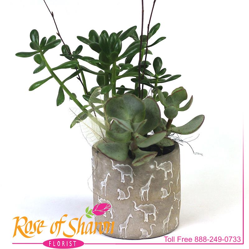 2915 Animals product image