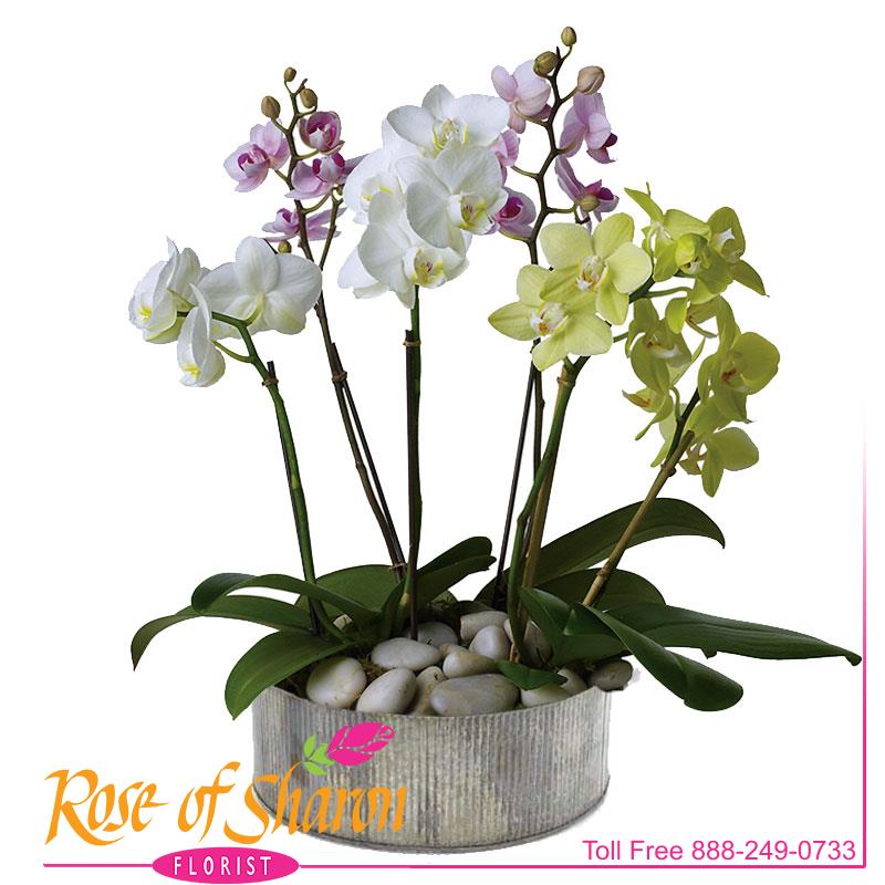 ros/6089.jpg